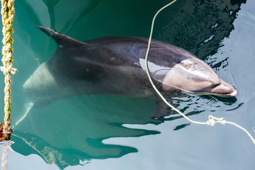 dauphin dans le port du stiff à ouessant