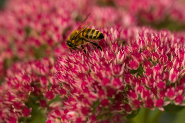Bee on flower