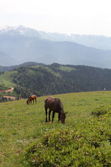 Fototapeta na wymiar Horses in the mountains, 2017