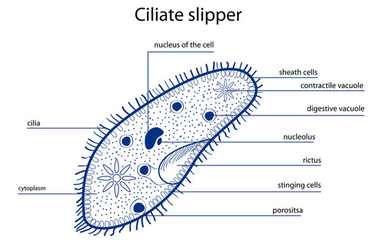 Ciliate slipper