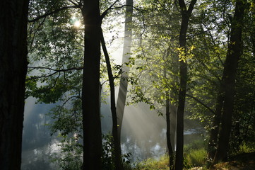 promienie słońca w lesie świt