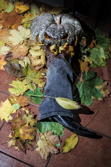 A pumpkin jack eats a man's leg. halloween