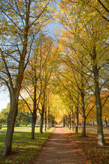 Stadt Park Allee in Herbstfarben im Herbst