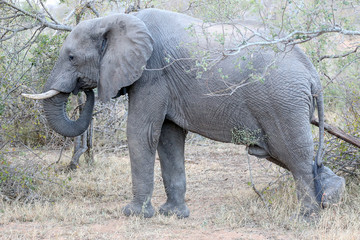 An African Elephant