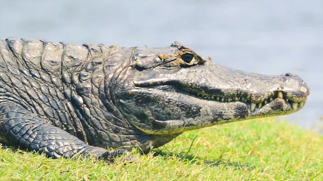 Group of wild alligator taking a sunbath with a few flies around near a river in Pantanal, Brazil.