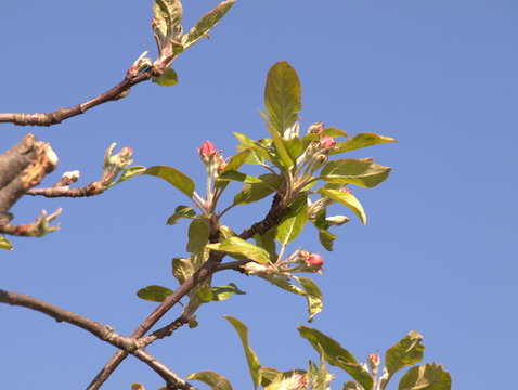 Apflebl&uuml;ten im Fr&uuml;hling mit blauen Himmel im Hintergrund