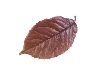 Dark red autumn leaf isolated on white background