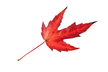 Red autumn leaf isolated on white background