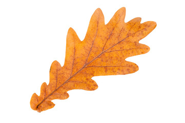 Autumn leaf isolated on white background