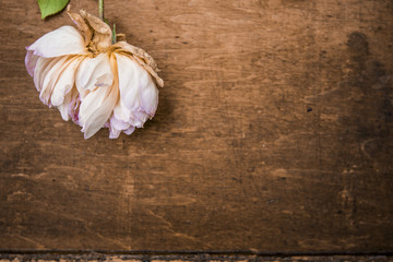 Rose petals on wooden background
