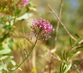 plant of centranthus