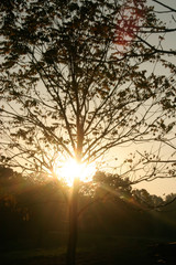 Fototapeta premium Morning Light