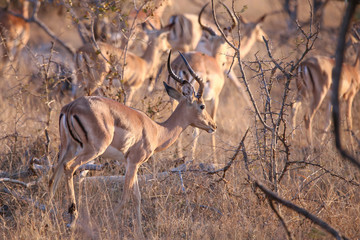 Male Impala