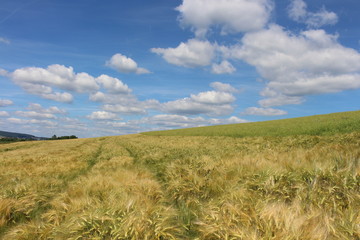 Sommer im Getreidefeld