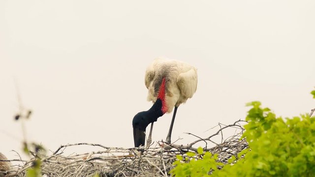 Tuiuiu bird on his nest over a tree. Bird of Pantanal, Brazil.