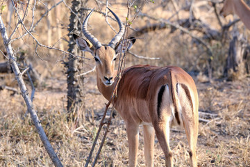 Male Impala