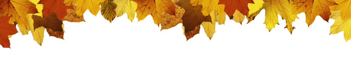 Goldener Herbst auf weissem Hintergrund