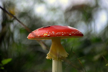 Mushroom