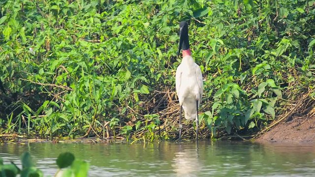 Wild Tuiuiu birds on the margins of a river searching for some food. Big bird with white feathers, black head, long beak and a red stripe on neck. Bird of Pantanal, Brazil.