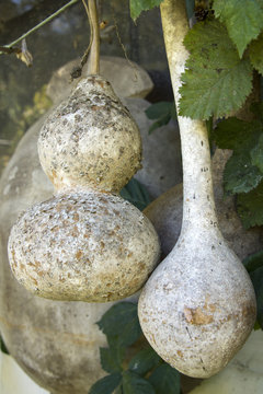 Gooseneck gourds hanging in a vegetable garden