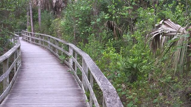 Corkscrew Cypress Swamp tropical forest Sanctuary Blair Audubon Center wildlife preserve walking footpath everglades Florida