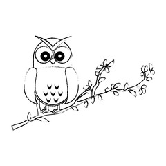 owl bird in branch