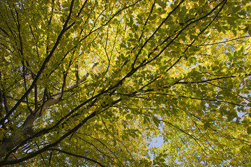 Looking up to tree tops in autumn