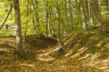 Path in the forest in autumn covered with leaves