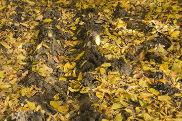Tire tracks in the forest in autumn