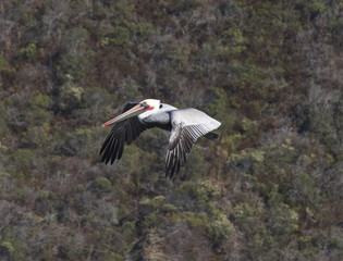Flight of White Pelican 5