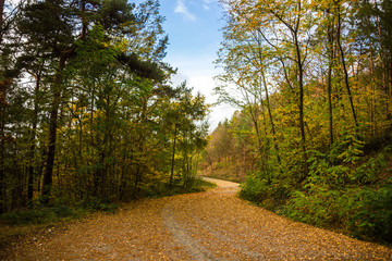 Naklejka premium Autumn road