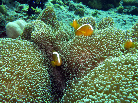 Mertens Anemone (Stichodactyla mertensii)  Gelber Anemonenfisch