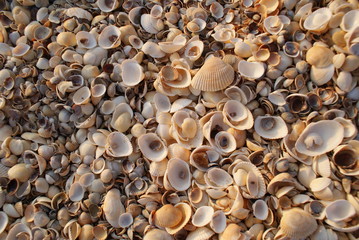 shell