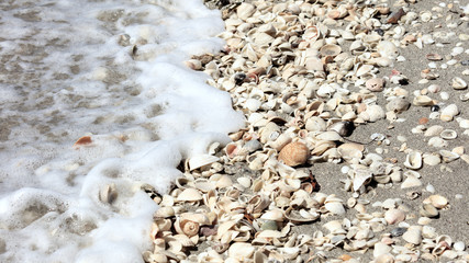 Shells and heart cockle shell on beach of Sanibel Island
