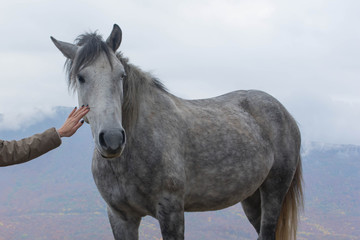 Obraz premium the horse in the pasture 5