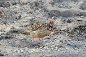 Crested Francolin