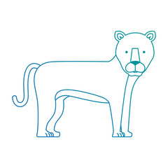 wild and big lion female