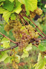 Weißer Burgunder Pinot blanc Pinot Bianco