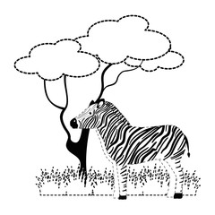 wild zebra in jungle