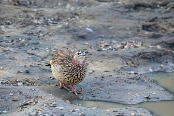 Crested Francolin