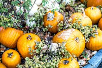 Orange and white pumpkins background