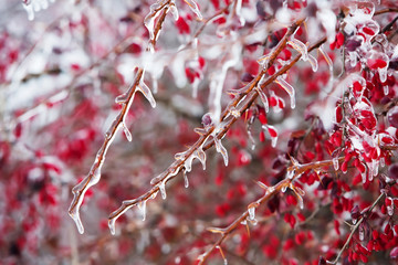 Icy branches with red berries of barberry after freezing rain