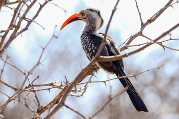 Red-billed Hornbill
