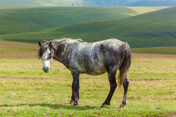 Obraz premium young gray dappled horse standing on a field, hills on background