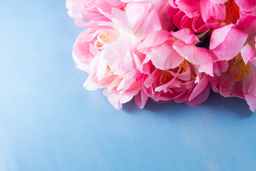 peony dark pink flowers bouquet close up on blue background