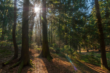 sun rays make their way through the forest trees