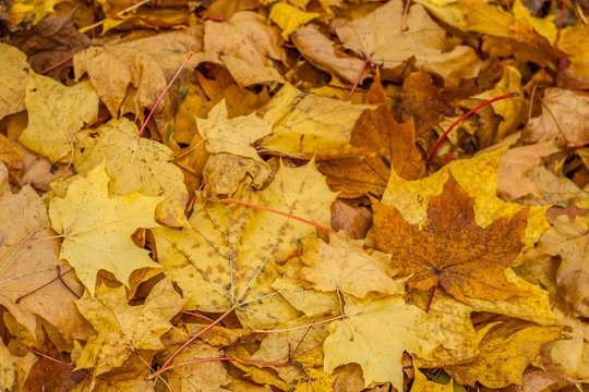 autumn background of yellow fallen maple leaves