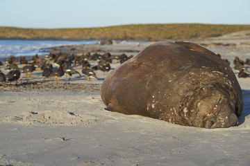 Male Southern Elephant Seal (Mirounga leonina) lying on a sandy beach on Sea Lion Island in the Falkland Islands. Falkland Steamer Ducks in the background.