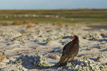 Turkey Vulture (Cathartes aura jota) on the beach of Sea Lion Island in the Falkland Islands.