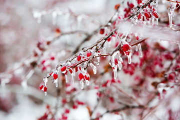 Icy branches with red berries of barberry after freezing rain